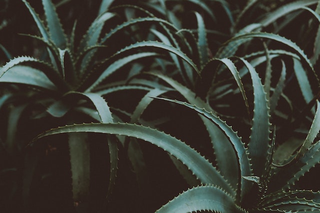 Discover the Power of Aloe: Top Aloe Vera Products Made in the USA