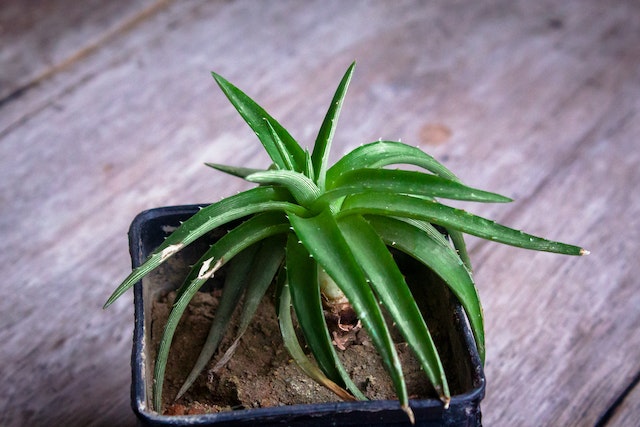 Discover the Best Aloe Vera Products in the USA: From Skincare to Supplements