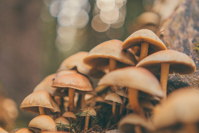 The Fungi Frontier: Exploring the Health Benefits of Mushroom Supplements