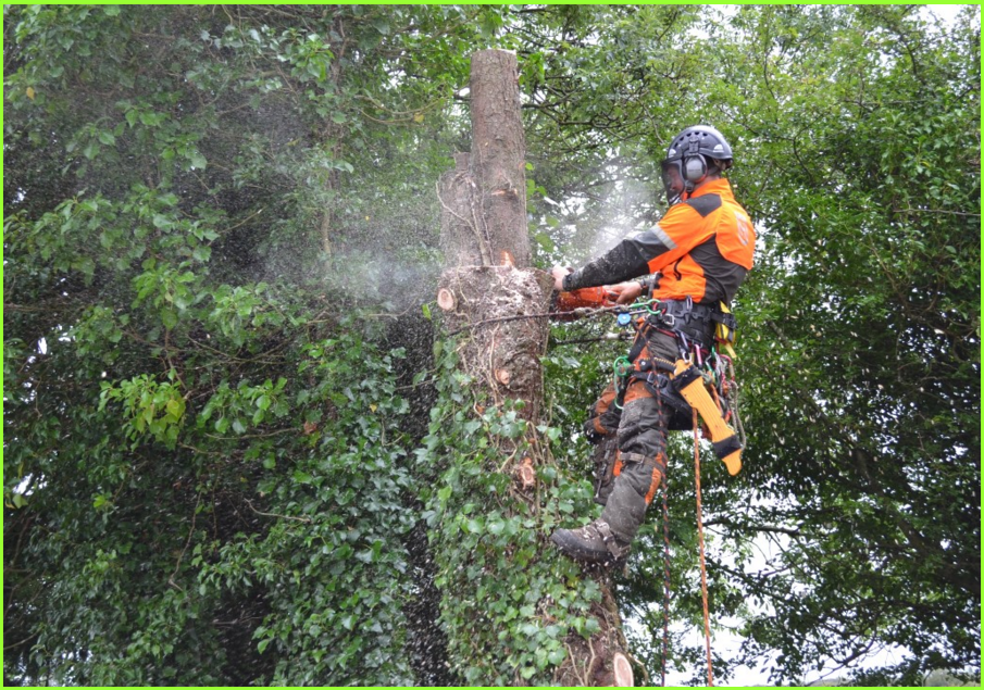 The Art and Science of Tree Surgery in Loughborough